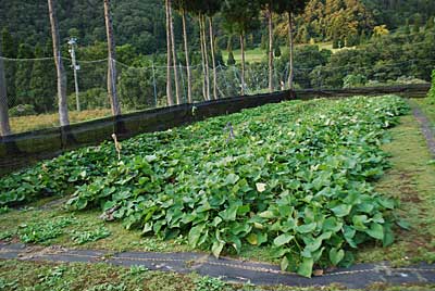 夕方、サツマイモの試し堀りをすることにしました。