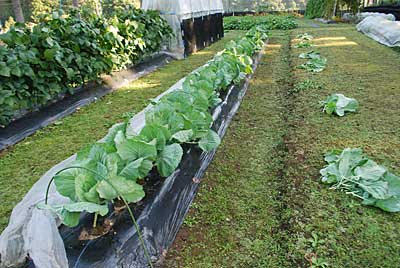 あまだまキャベツの防虫アミを外して下葉の撤去と青虫の捕殺作業をしました。