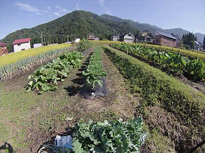 プチベールの青虫の捕殺と下葉の撤去をしました。