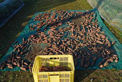 安納３号は、ネズミの被害もなく焼き芋サイズが沢山穫れました。