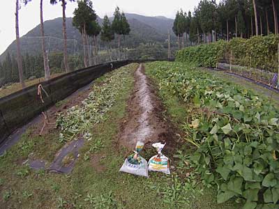 サツマイモの畝に杉枝の木灰を撒いてから、苦土石灰２ｋｇと化成肥料２ｋｇを撒きました。