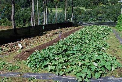 パープルスイートロード（甘い紫芋）を掘り上げることにしました。