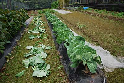 あまだまキャベツの下葉の撤去と虫の捕殺をしました。