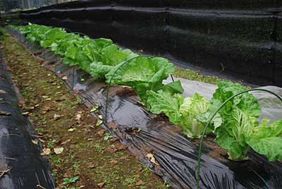 白菜も下葉の撤去と虫の捕殺をしました。