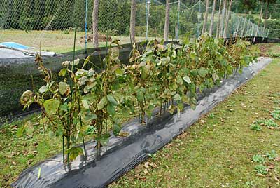 鞍掛豆の葉っぱが枯れ上がって来ましたので、刈り取りして乾燥することにしました。