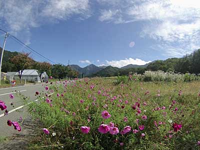 コスモスが復活してきて花が咲き出しました。