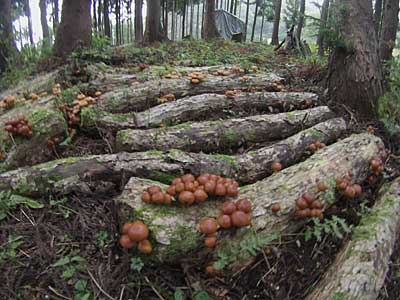 美味しそうな原木ナメコが沢山出はじめました。