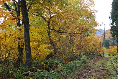 農園の傍の紅葉がきれいになりました。