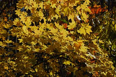 大源太の紅葉が盛りになりました