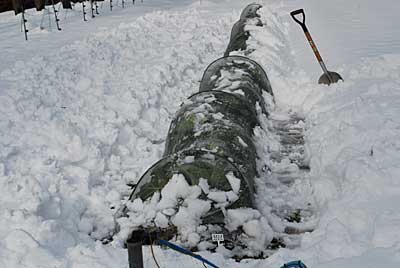 とりあえず、あまだまキャベツの除雪をしました。