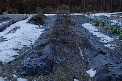 今日は雪で潰れた花豆の棚を片付けることにしました。