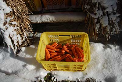 足が痛くて運べなかったニンジンを雪室に入れに行って来ました。