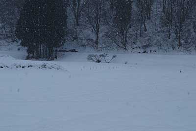 プチベールは、雪に埋まってしまいました。