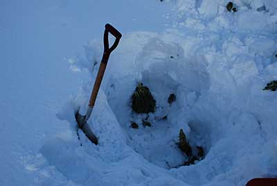 まさに雪中野菜です。