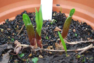 ハウスの中の行者ニンニクの発芽が始まりました。