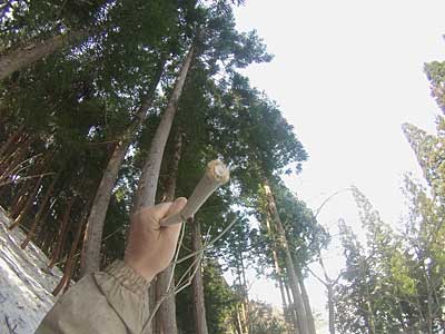 ウサギに芽を食べられたコシアブラも何本かありました。