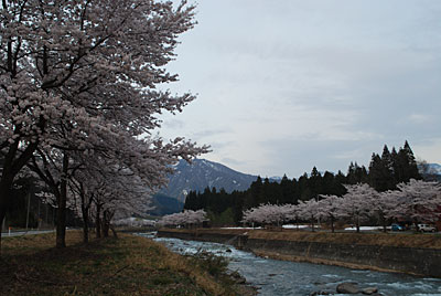 大源太川の下流の両岸のサクラが見事に開花しましたよ～♪