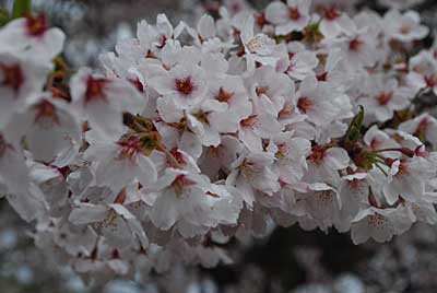 湯沢町の桜の花が、満開です。