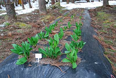 雪が早く消えた行者ニンニク畑の発芽がはじまりました。