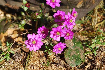 昨年、林床に定植した雪割草の花が満開で、とてもきれいです。