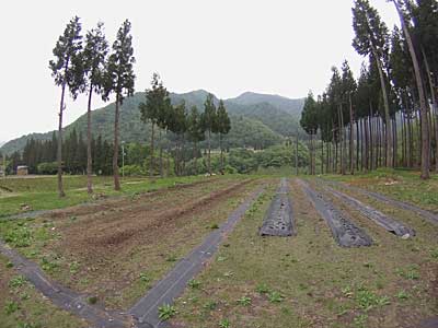 午後から畑の片付けをしました。