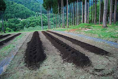 再耕耘して土に混ぜて、今日の作業は終了することにしました。