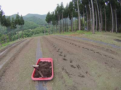 花豆の畑に、完熟牛糞を約６０ｋｇ入れました。