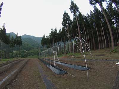 頑張って花豆の定食準備をしたのですが、結局終わりませんでした。