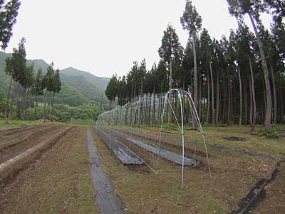 花豆の棚にキュウリネットを張り終わりました。