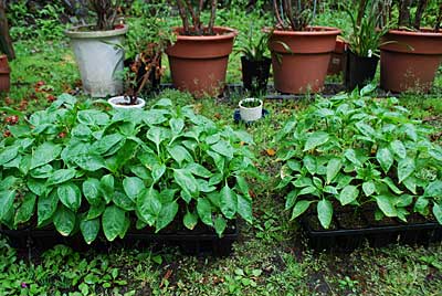 神楽なんばんの苗も「早く定植してくれ～。」言っているような気がします。