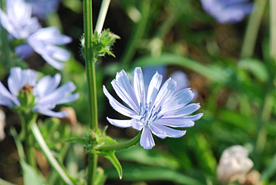 下の写真が、昨年咲いたチコリの花です。