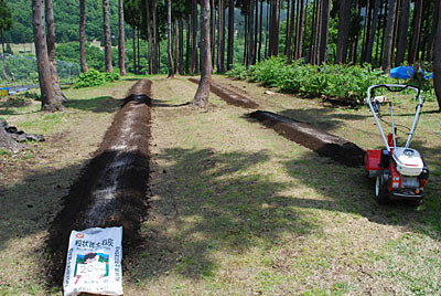 里芋を植える準備をしました。