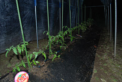 涼しくなってからトマトを３種類１２本、定植しました。