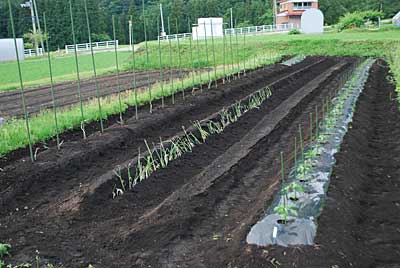 何とか暗くなり前に、定植が終わりました。