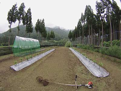 約２時間かかって草刈りが完了しました。