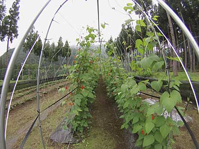 花豆のトンネルが、もうすぐ完成します。