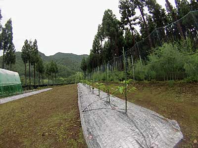 台風が接近して来たので、第一弾の神楽南蛮の剪定をしました。