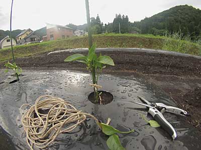 第二弾の神楽南蛮の剪定とイボ竹に麻ヒモで結束しました。