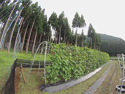 花豆の棚を補強しました。