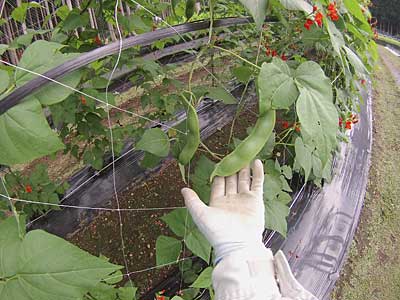 生育の早い花豆は、こんなにサヤが大きくなりました。