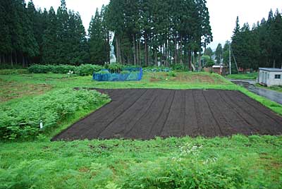 段取り通り、恵みの雨が降ってくれました。