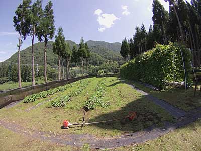 サツマイモ畑の草刈り。