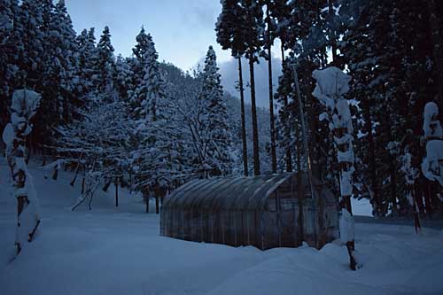 夕方には、ハウスの屋根の雪はみんな落ちました。