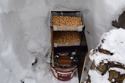 ハウスの脇に雪穴を掘ってくん製の仕込み。