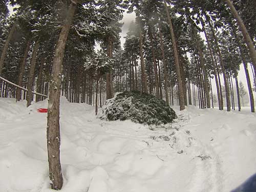 何とか雪室を杉の葉で覆おうことが出来ました。