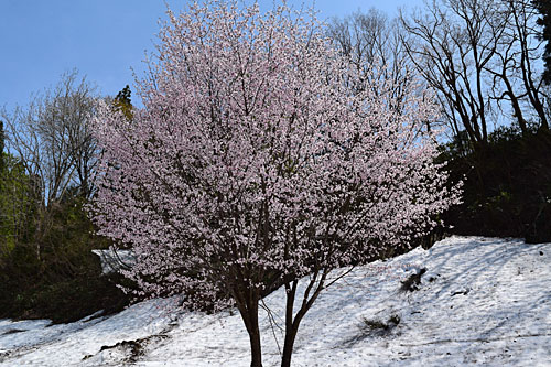 あんまり桜がきれいだったので撮らせていただきました。