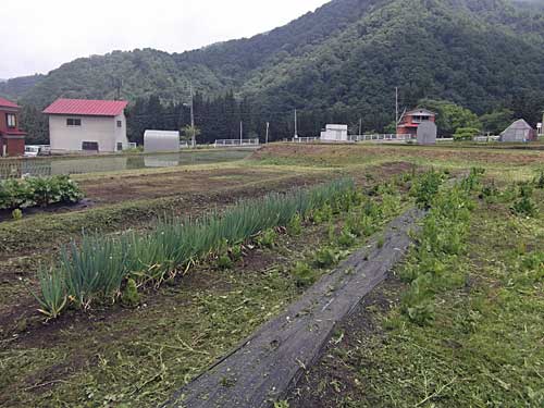 ネギと、勝手に増えているチコリ、共に元気です。