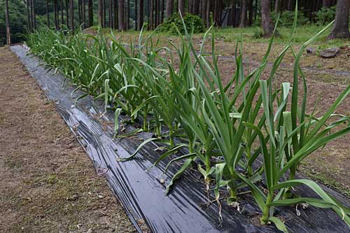 ニンニク、土が合ったのか元気はつらつに育っています。