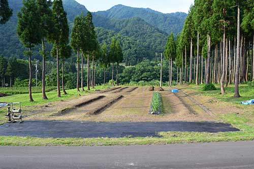 ようやく畑らしくなって来ました。