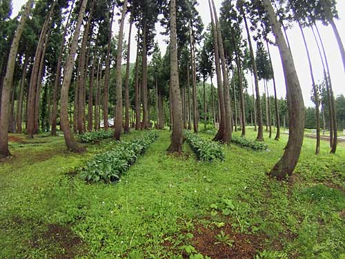 行者ニンニク畑も草だらけ。